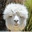 lama
