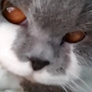 喵桑给你一拳头