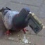 Pigeon