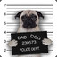 BadDog