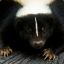 Skunks Serafin