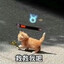 芫荽