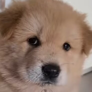 doggo - steam id 76561199104498190
