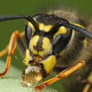 the super annoying wasp