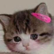 stupid cat