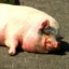 Pigi