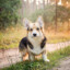 BeautifulCorgiOfTheMorning