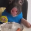 MINIPIG