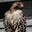 Hawk