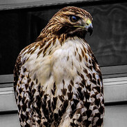 Hawk
