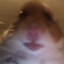 Collin Nut