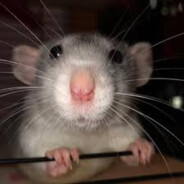 IonicBowl - steam id 76561199250357708