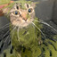sendy matcha cat