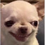 Gorgeous Chihuahua