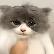 BING CAT