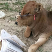 火鸡面料汁呼你丫脸上