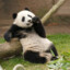 pandita