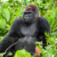 Gorilla Homonidae