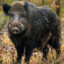 Big Hog Bob
