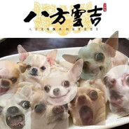 八方雲集❤吉娃娃