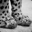 Black Cheetah