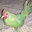 GreenDChicken