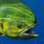 Mahi Mahi