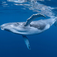 brip - steam id 76561198965147857