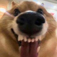 反智障协会主席