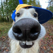 сосиска NHFskins.army