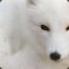 Arctic Fox