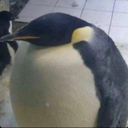 Real Penguin