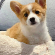 比奇堡第一游击手珊迪