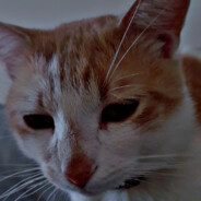 𝕯𝖔𝖓𝕷𝖎𝖑𝖚