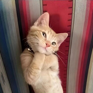 燕子，没了你我怎么活