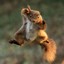 JumpingSquirel