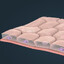 Simple Squamous Epithelium