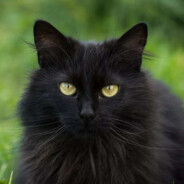 Начальник ФСБ