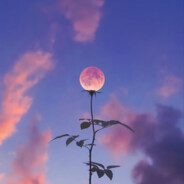 把我的大野牛塞你嘴里