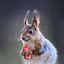 CokeSquirrel