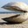 a clam