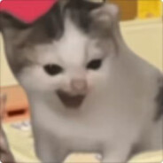 听猫猫大王的话