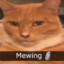 Gato_Mewing