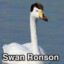 Swan Ronson