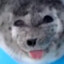 ponsuke the seal