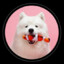 samoyed