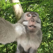 满山猴子我腚最红