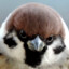 Mr_Sparr0w