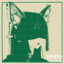 Little Black cat
