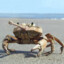 MiddleCrab